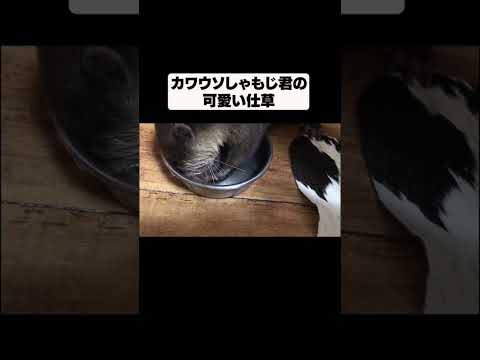 カワウソの赤ちゃん時代のお願いお願いポーズ！！(YouTube)