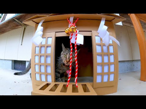 神社の猫に境内を案内してもらった(YouTube)