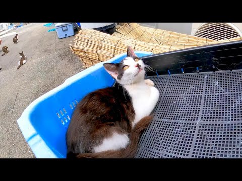 漁港の食堂裏で見掛けたハチワレ猫がカワイイ(YouTube)