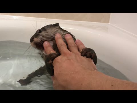 涼しくなって来た夜にカワウソとお風呂入ったら入浴後トラブルが 笑 After bathing with an otter(YouTube)