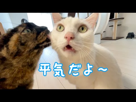 2階でルンバをかけてるときの猫たちはこんな感じです(YouTube)