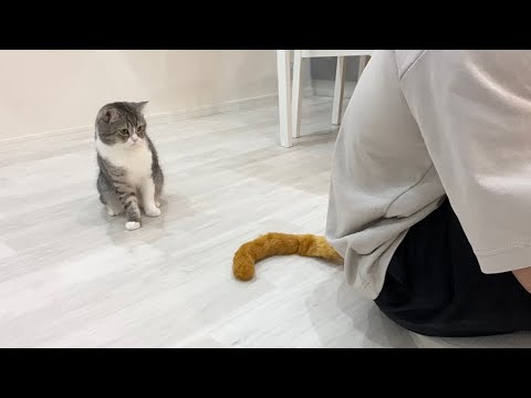飼い主のお尻からしっぽが生えてたら猫がこうなっちゃいましたwww(YouTube)