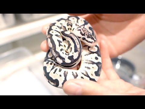 【すごすぎる】栃木県の小さなお店で生まれた世界初のボールパイソンたち(YouTube)