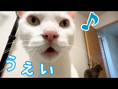 お薬とおやつを勘違いしてテンション上がる猫たち(YouTube)