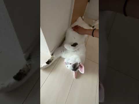背中よりもお腹を撫でてほしい猫 #shorts(YouTube)