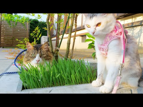 待ちに待ったえん麦の復活に喜びを隠しきれない猫たちが可愛すぎた♡(YouTube)