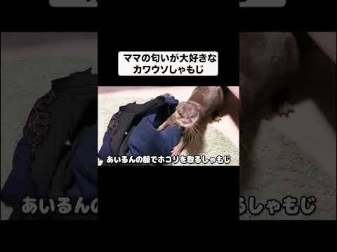 カワウソ、ママの匂いが好きすぎて！！(YouTube)