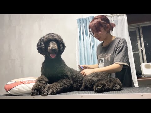 剛毛と言われて傷付いたスタンダードプードルのお嬢様(YouTube)