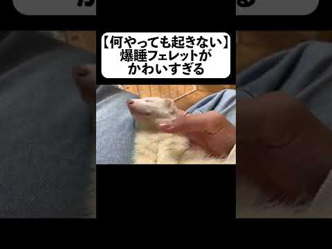 【何やっても起きない】爆睡フェレットがかわいすぎる【フルverは概要】#shorts(YouTube)