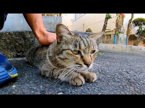 階段の上にいた猫を撫でると降りてきて擦り寄ってきた(YouTube)