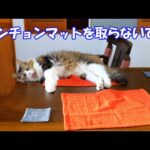 見守りカメラの映像を見たら、彼から大事な物を取り上げてしまうのが忍びなく思えてきてしまった‥【ボス吉ランチョンマット】(YouTube)