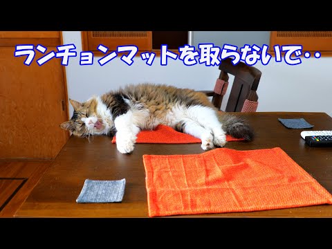見守りカメラの映像を見たら、彼から大事な物を取り上げてしまうのが忍びなく思えてきてしまった‥【ボス吉ランチョンマット】(YouTube)