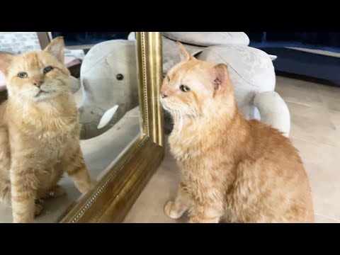 おじさんには冷たい老猫ライフ君(YouTube)