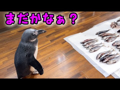 待ちに待ったお魚を美味しそうに食べるペンギンのタンク君(YouTube)