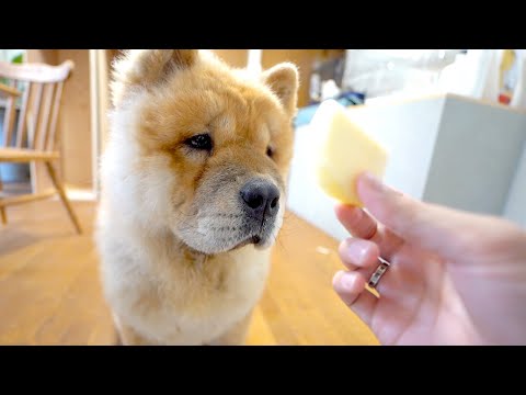 始めてりんごを食べるチャウチャウ犬の反応がかわいすぎる(YouTube)