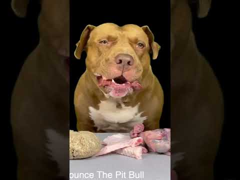骨付き肉を豪快に噛み砕くピットブルの咀嚼音がクセになる#shorts(YouTube)