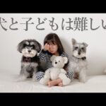 わんちゃんにペットボトルを投げて叱られて泣いてしまう2歳娘【ジジトト】(YouTube)