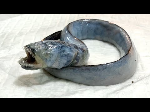 目が退化し歯が鋭い魚を貰ったのでオオトカゲに食べさせてみた(YouTube)