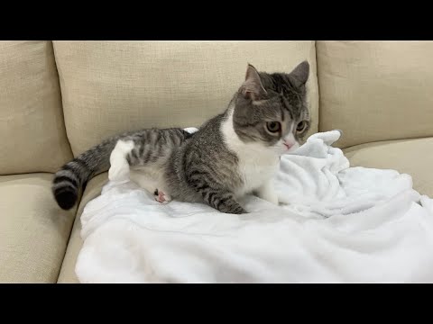 お昼寝中に近所の花火大会が始まったら猫が大変なことになりました…(YouTube)