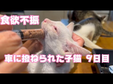 車に撥ねられた子猫　9日目 食欲不振　Day 9th(YouTube)