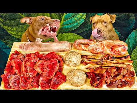 【肉テロASMR】牛タンや骨つき肉を豪快に喰らう2頭のピットブルの咀嚼音がクセになる(YouTube)