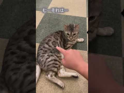 👆は許さないけど✋は見逃してくれる猫(YouTube)