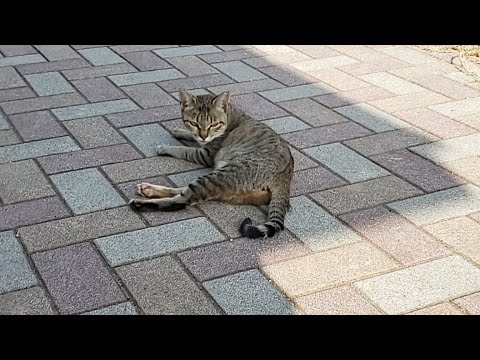 感動猫動画live(YouTube)