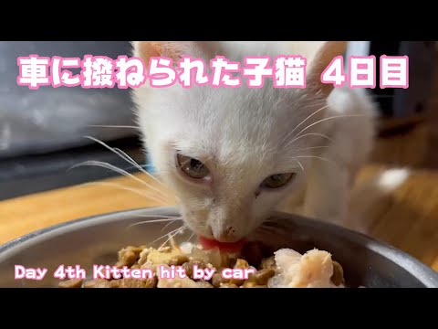 車に撥ねられた子猫4日目 　さくら耳になったボン(YouTube)