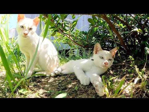 臆病な猫の親子が草むらに隠れて人間を観察する(YouTube)