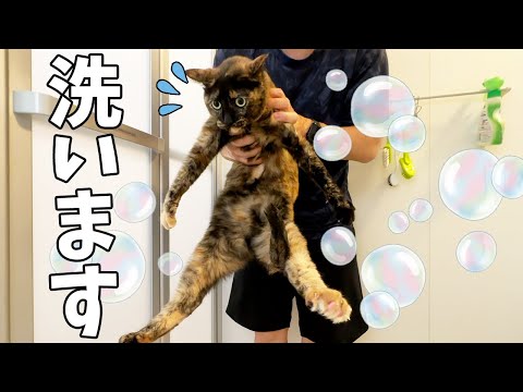 半年ぶりにモモちゃんをシャンプーします！(YouTube)