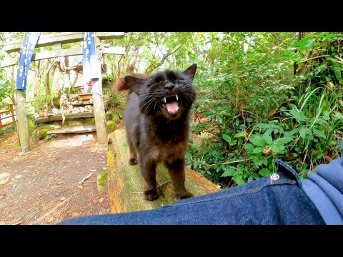 猫神社を御守りする黒猫は訪れる人に甘えてかわいい(YouTube)