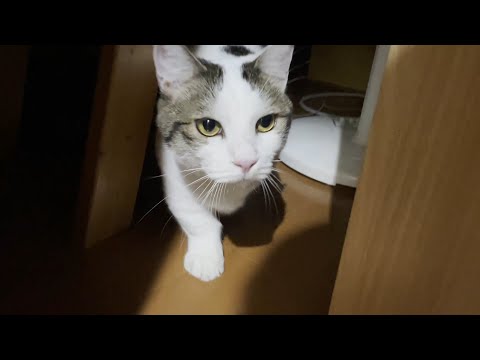 「花火＜おやつ＜花火の音が怖い」順の猫(YouTube)