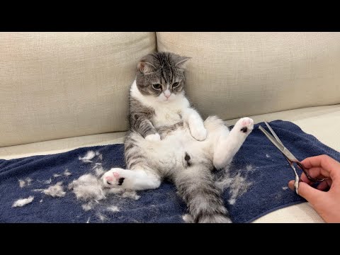 初めてのお尻のセルフカットに失敗したら猫がこうなっちゃいました…(YouTube)