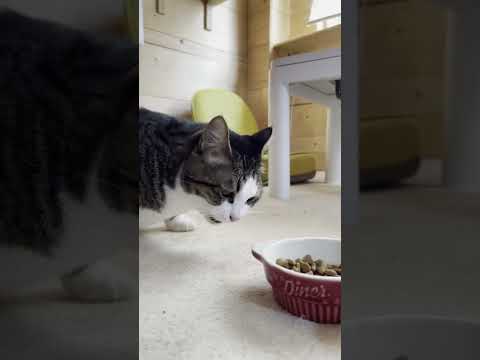 ついついツッコミたくなる猫(YouTube)