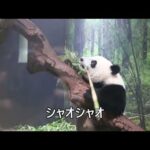ジャイアントパンダのようす　2022年9月19日撮影(YouTube)