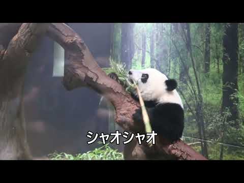 ジャイアントパンダのようす　2022年9月19日撮影(YouTube)