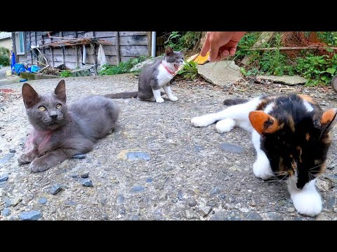 漁港近くの路地裏を歩くと猫が沢山いて楽しい(YouTube)