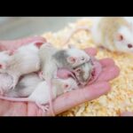 エサ用に育てていたマウスが更に子供を産みました(YouTube)