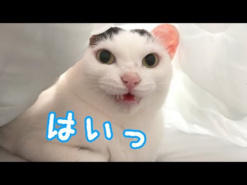 隠れてても眠くてもお返事をしてくれる猫チロさん(YouTube)