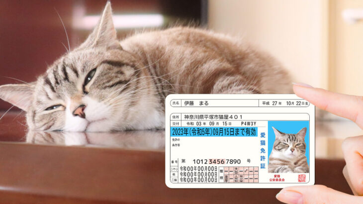 ネコも身分証が必要な時代？スマホで作ってカードを発行できる「愛猫免許証」もしもの時の意思表示にも(ブログ)