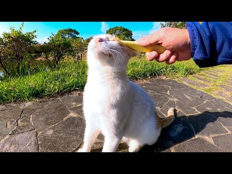 いつものお気に入りの東屋にモフられに向かう公園の猫、今日は「ねこじゃすり」で撫でるとめちゃくちゃ喜んだ(YouTube)
