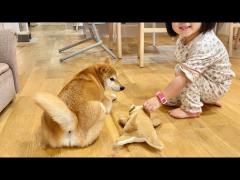 柴犬の尻尾フリフリは全人類を笑顔にできるかもしれない(YouTube)
