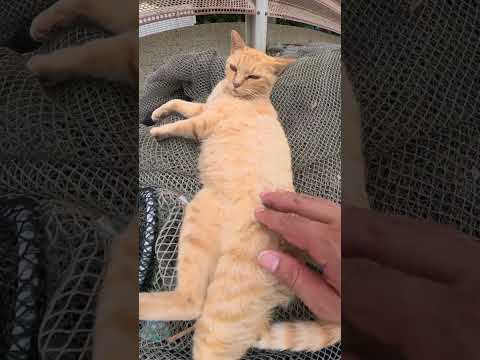 【cat】茶トラ猫が漁網をクッションにしてくつろぐ(YouTube)
