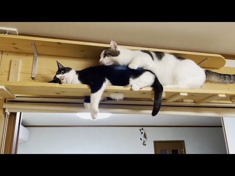 「通してほしいねんけど」とアタフタする猫と「知らんがな」な猫(YouTube)