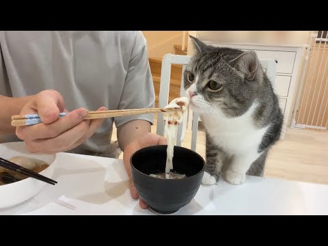 猫にうどんを作ってあげたら食べた反応がかわいすぎました…笑(YouTube)