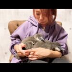 ペンギンのタンクに妹が産まれました！(YouTube)