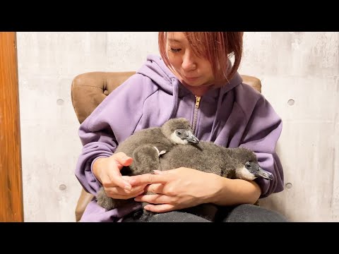 ペンギンのタンクに妹が産まれました！(YouTube)