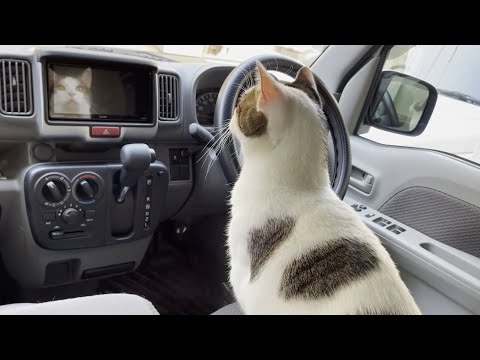 慣れない車の中を恐る恐る探検する猫(YouTube)