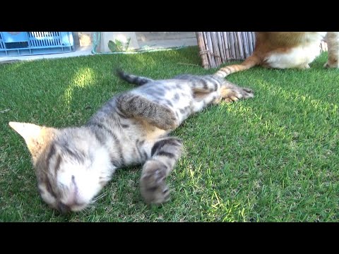 先住猫の領域に足を踏み入れてしまった子猫(YouTube)