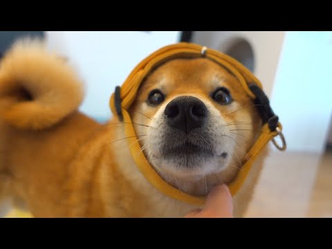 呼ばれた気がしたので柴犬とゲリラ訪問してみた。(YouTube)